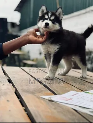 1-3 months Male Mixed Breed Siberian Husky