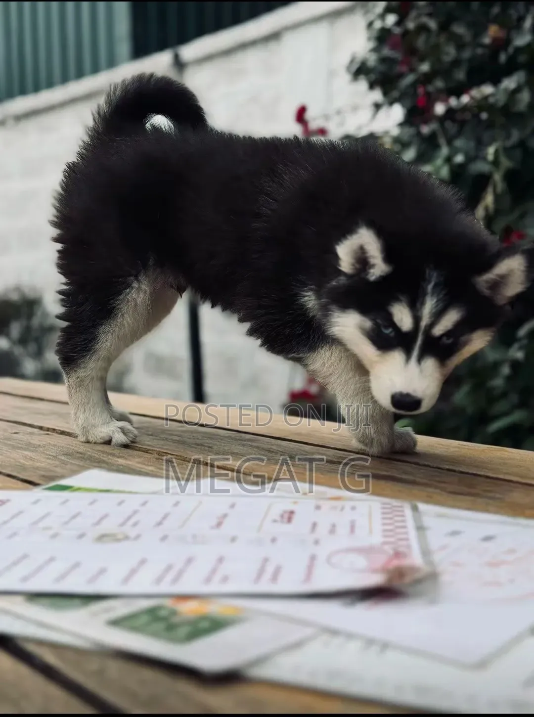 1-3 months Male Mixed Breed Siberian Husky