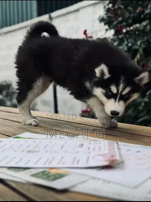 1-3 months Male Mixed Breed Siberian Husky