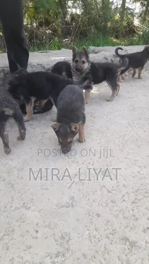 1-3 months Female Purebred German Shepherd
