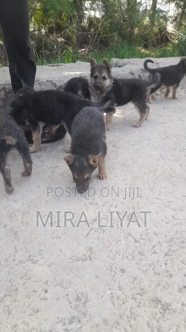 1-3 months Female Purebred German Shepherd
