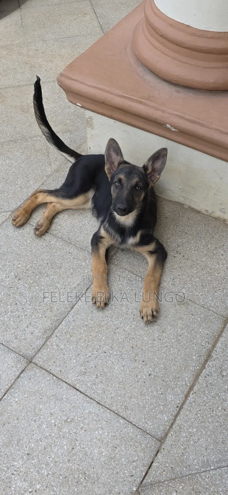 1-3 months Male Purebred German Shepherd