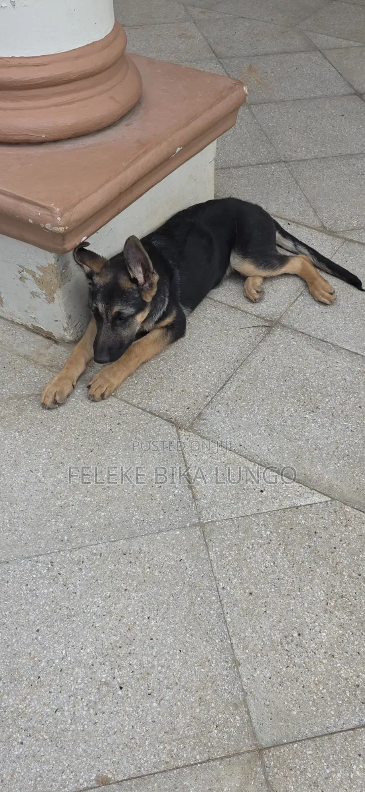 1-3 months Male Purebred German Shepherd