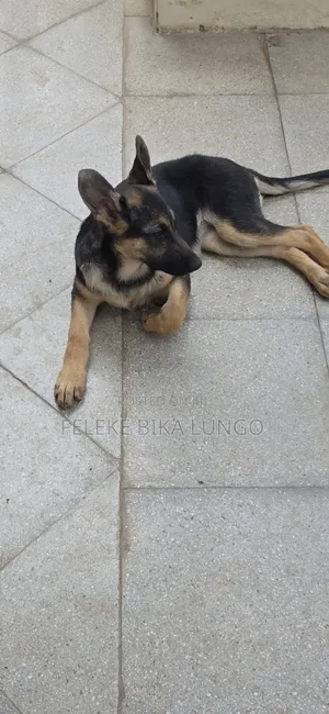 1-3 months Male Purebred German Shepherd