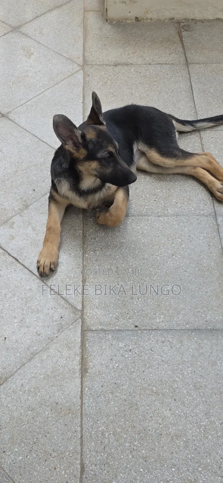 1-3 months Male Purebred German Shepherd
