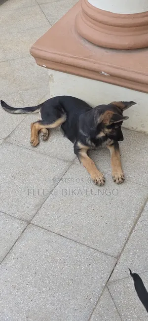 1-3 months Male Purebred German Shepherd