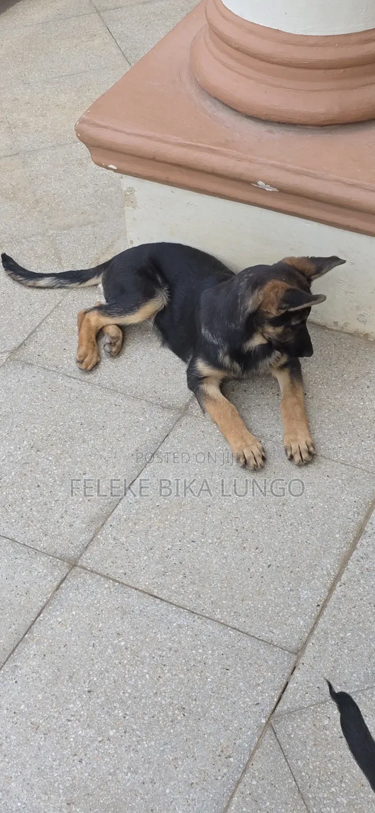 1-3 months Male Purebred German Shepherd
