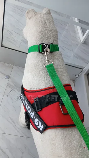 Dog Leash and Collar