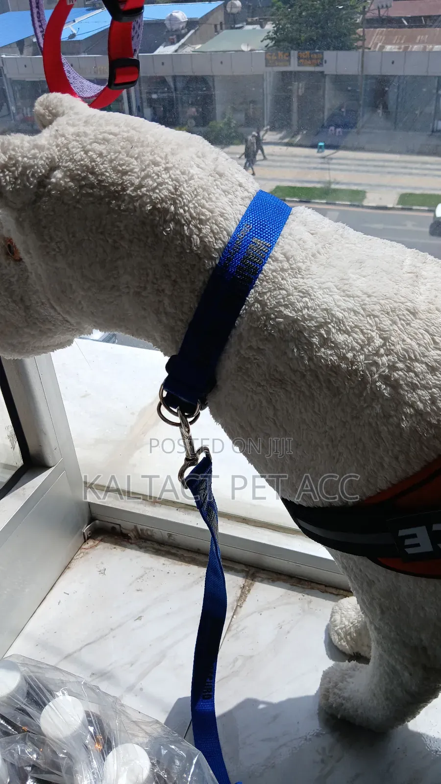 Dog Leash and Collar