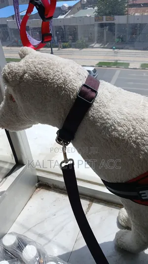 Dog Leash and Collar