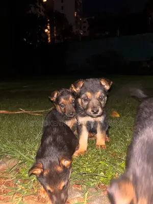 1-3 months Male Purebred German Shepherd