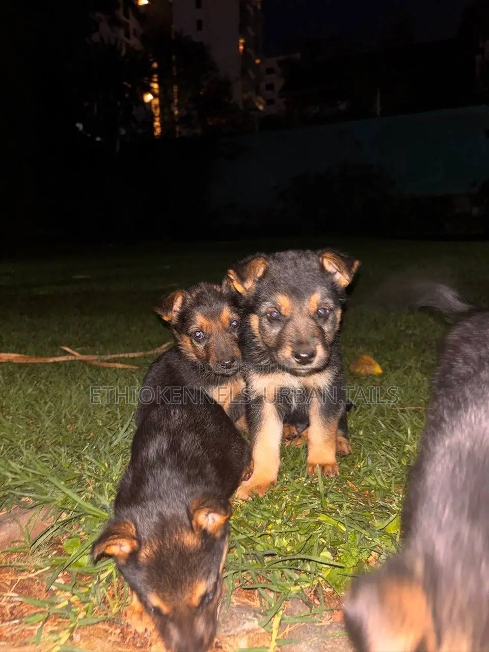 1-3 months Male Purebred German Shepherd