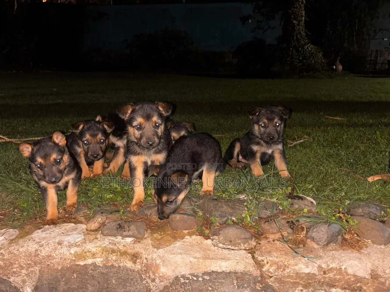 1-3 months Male Purebred German Shepherd
