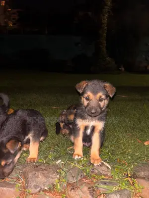 1-3 months Male Purebred German Shepherd