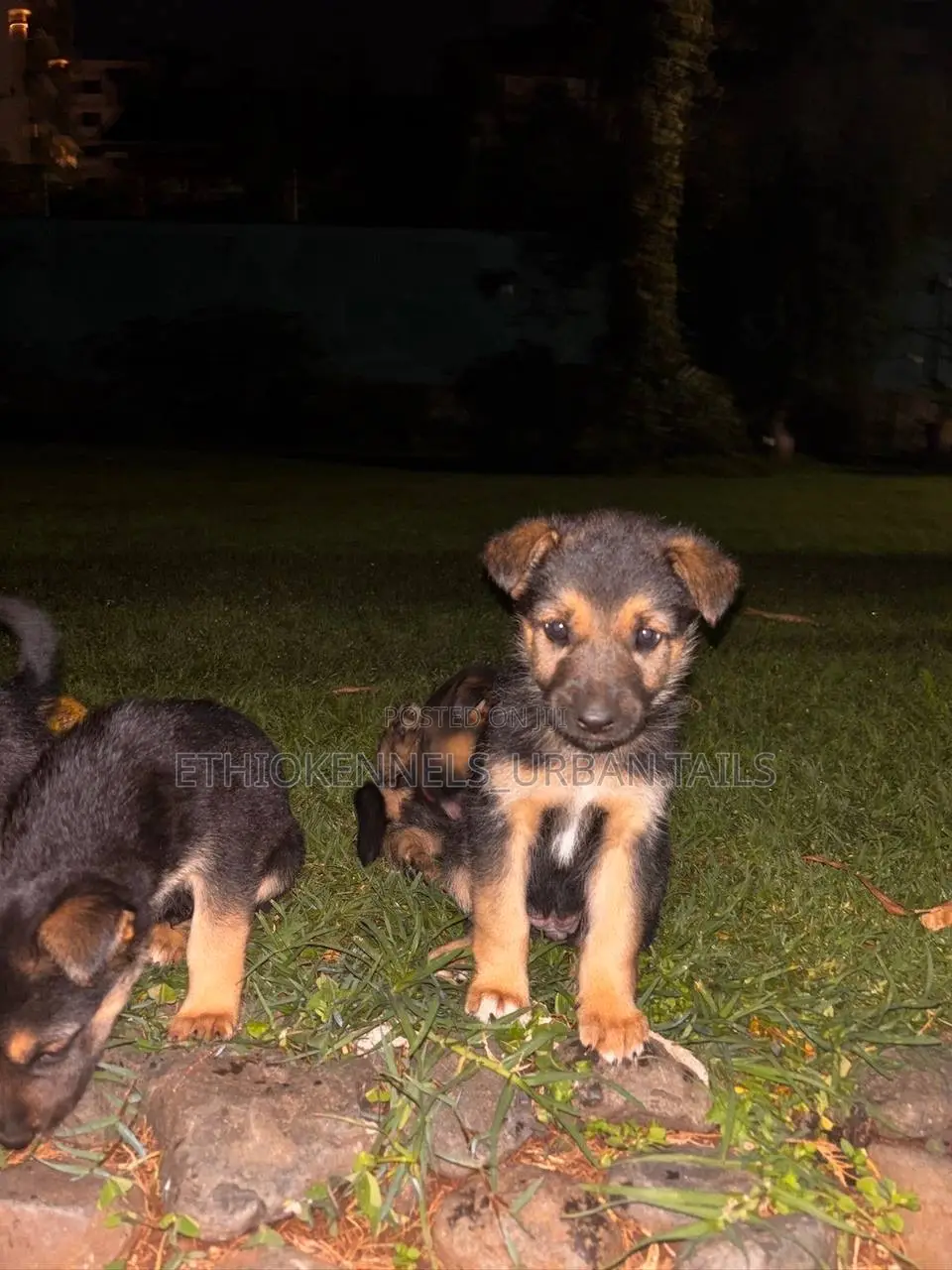 1-3 months Male Purebred German Shepherd