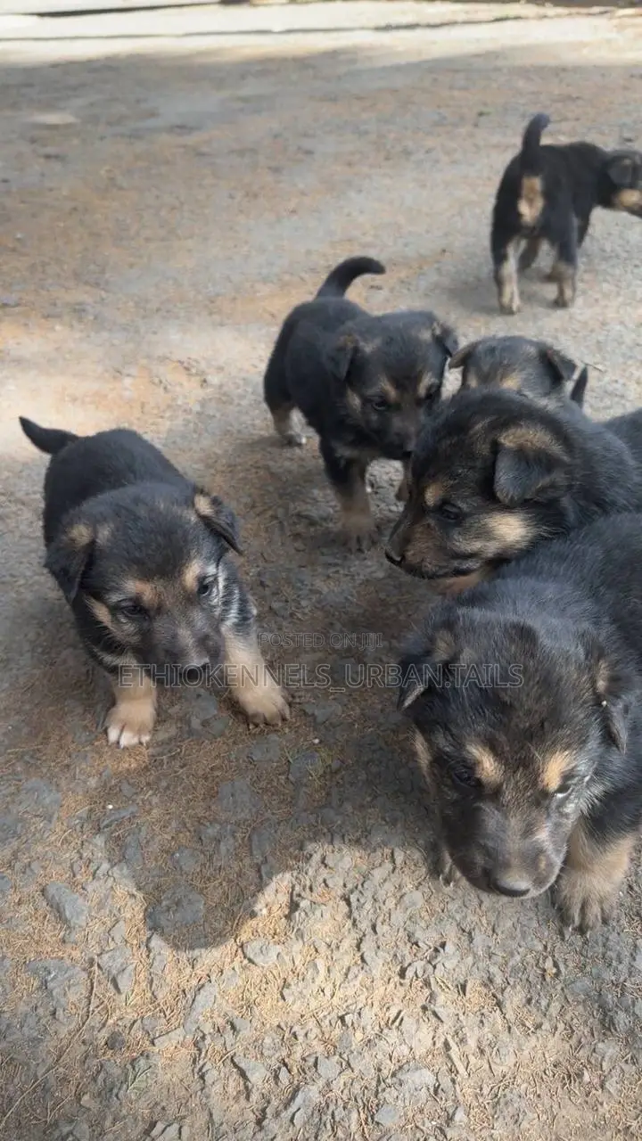 1-3 months Male Purebred German Shepherd