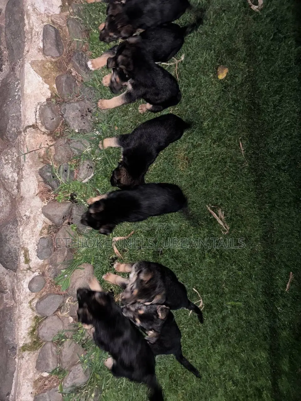 1-3 months Male Purebred German Shepherd