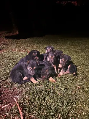 1-3 months Male Purebred German Shepherd