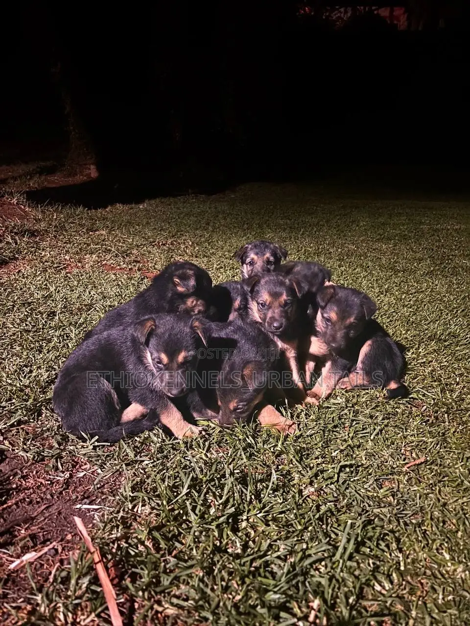 1-3 months Male Purebred German Shepherd