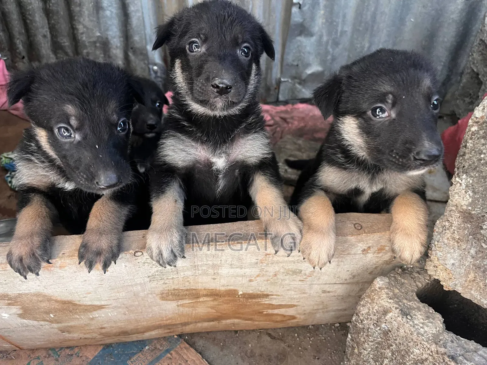 1-3 months Male Purebred German Shepherd