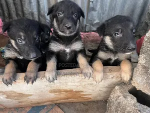 1-3 months Male Purebred German Shepherd