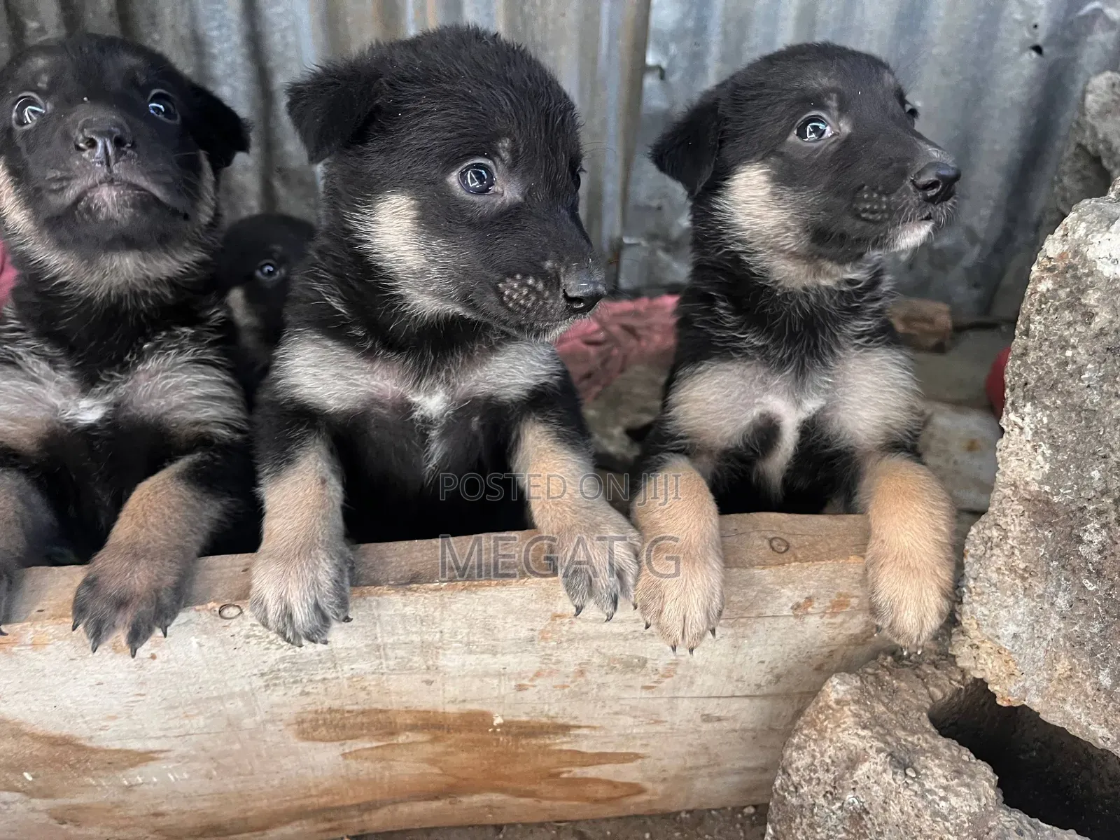 1-3 months Male Purebred German Shepherd