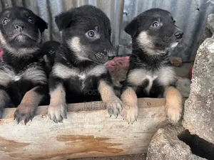 1-3 months Male Purebred German Shepherd