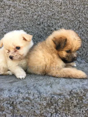1-3 months Female Purebred Maltese