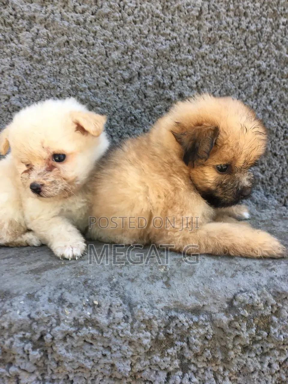 1-3 months Female Purebred Maltese