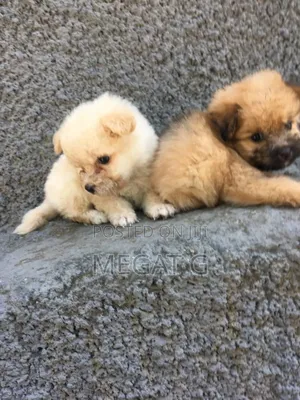 1-3 months Female Purebred Maltese