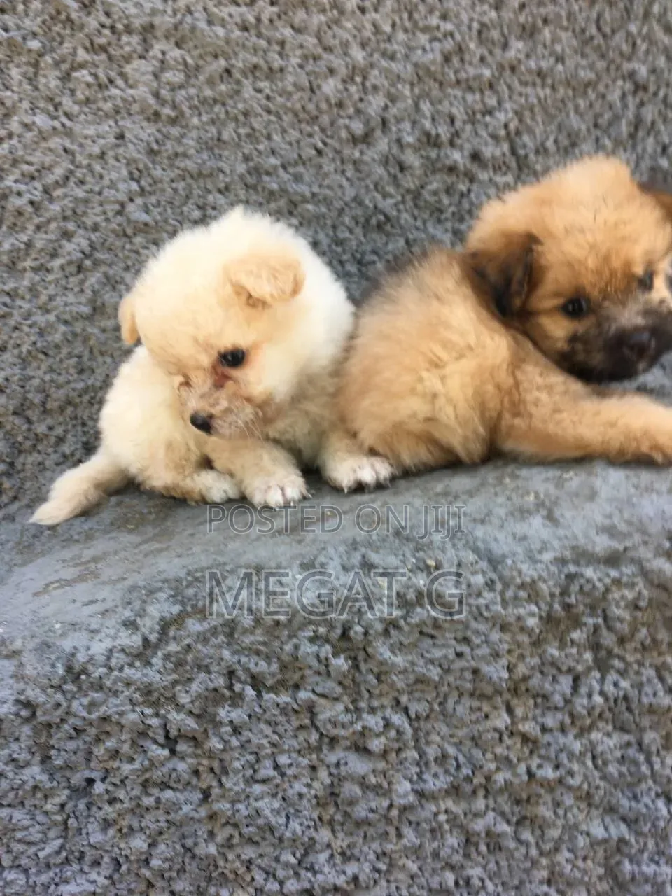 1-3 months Female Purebred Maltese