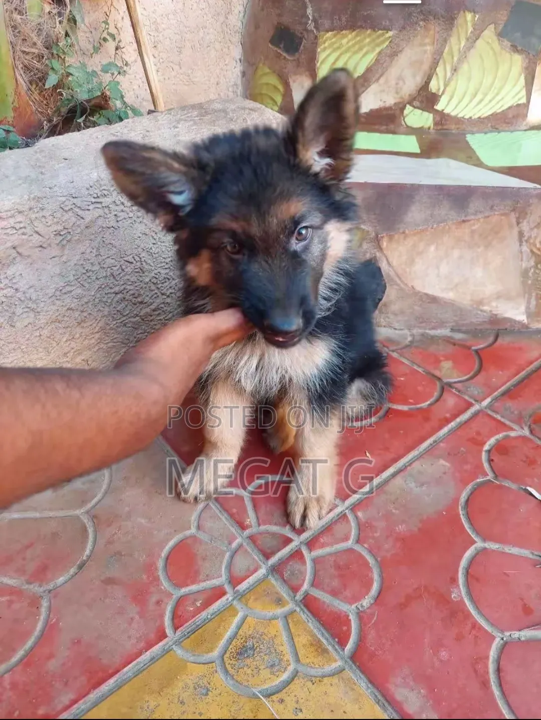 1-3 months Male Purebred German Shepherd