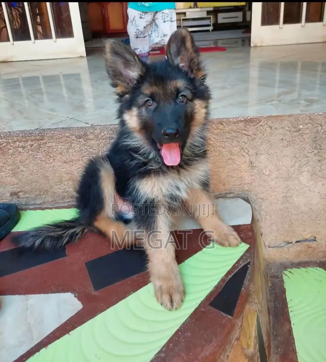 1-3 months Male Purebred German Shepherd
