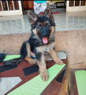 1-3 months Male Purebred German Shepherd
