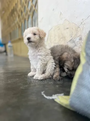 1-3 months Male Purebred Maltipoo