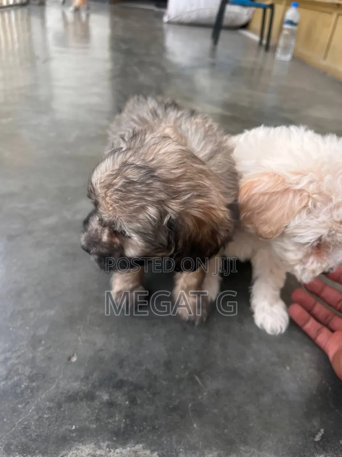 1-3 months Male Purebred Maltipoo