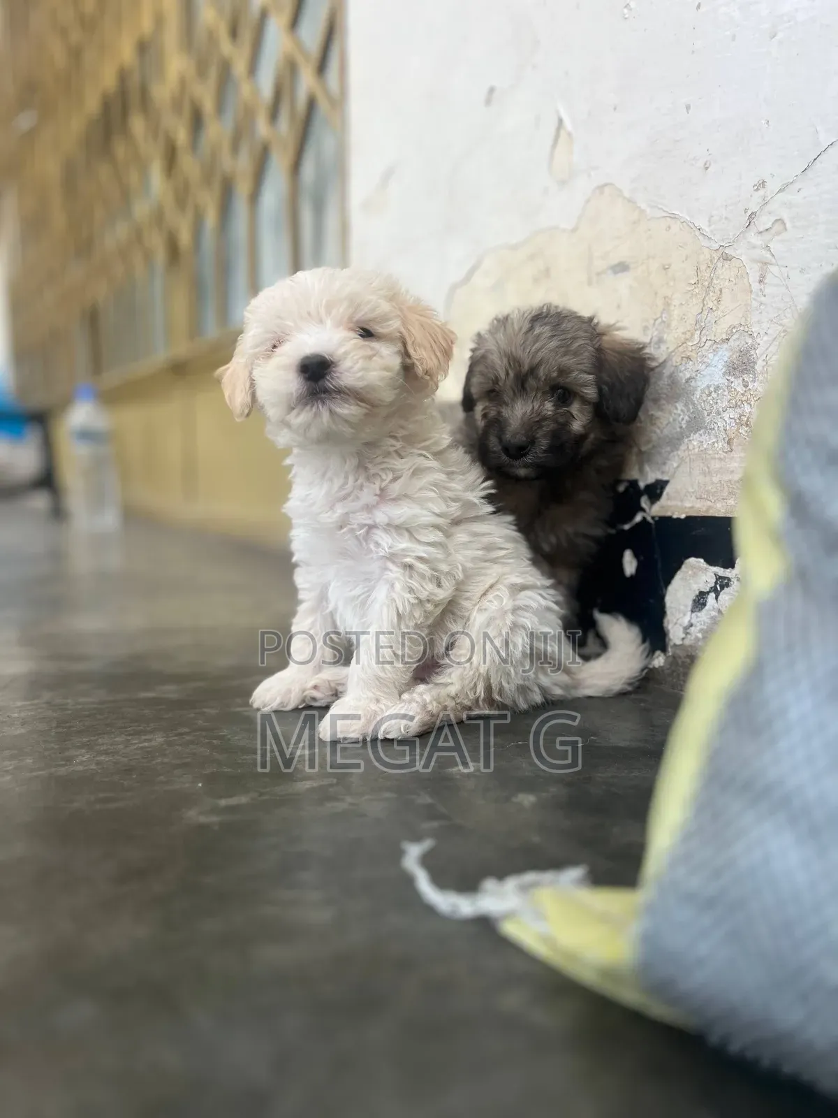 1-3 months Male Purebred Maltipoo