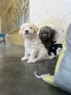 1-3 months Male Purebred Maltipoo