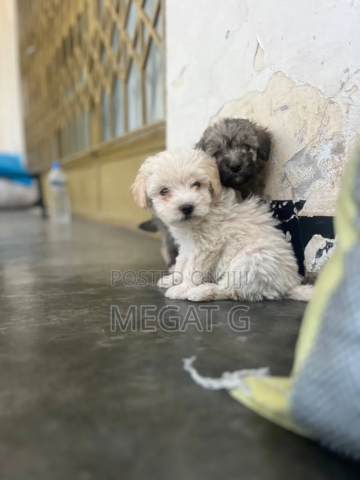 1-3 months Male Purebred Maltipoo