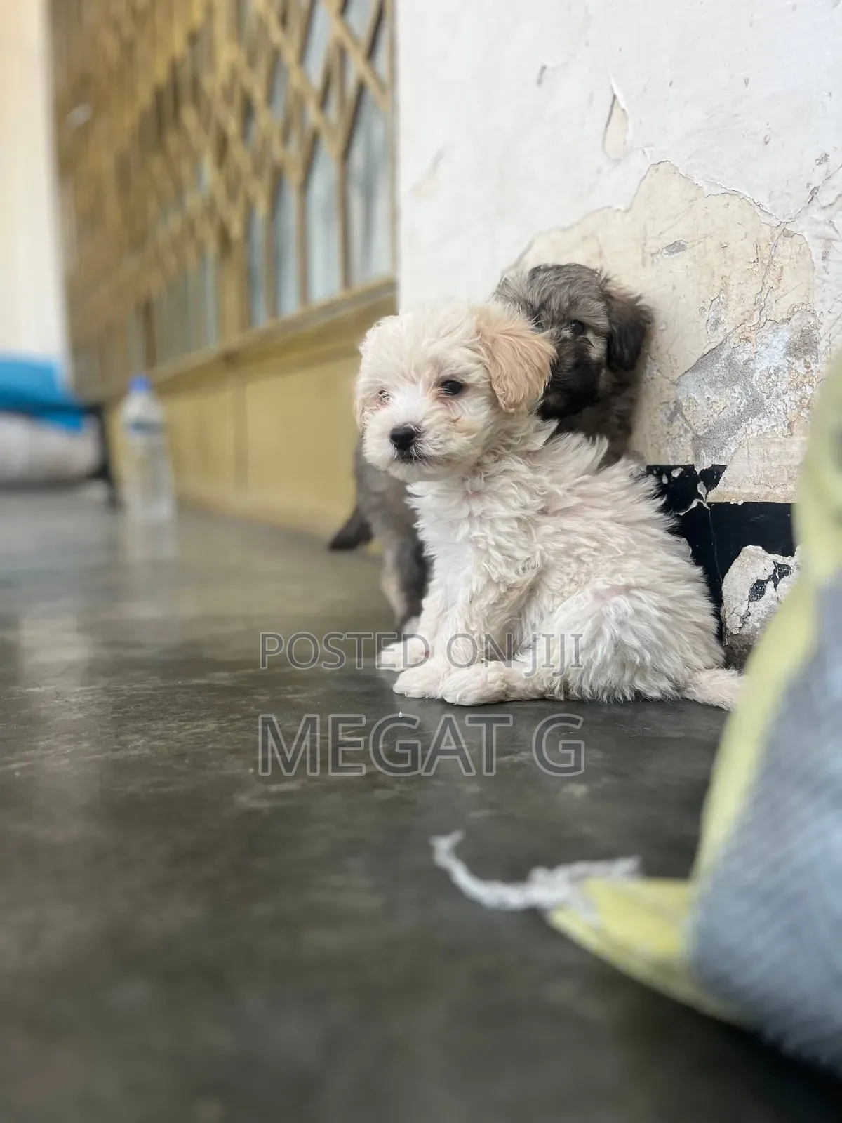 1-3 months Male Purebred Maltipoo