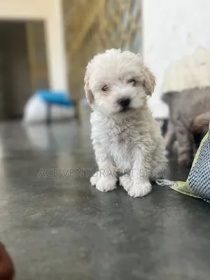 1-3 months Male Purebred Maltipoo