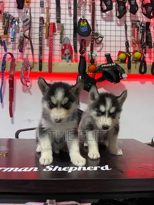 1-3 months Male Purebred Siberian Husky
