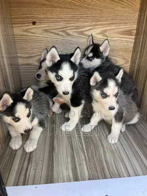 1-3 months Male Purebred Siberian Husky