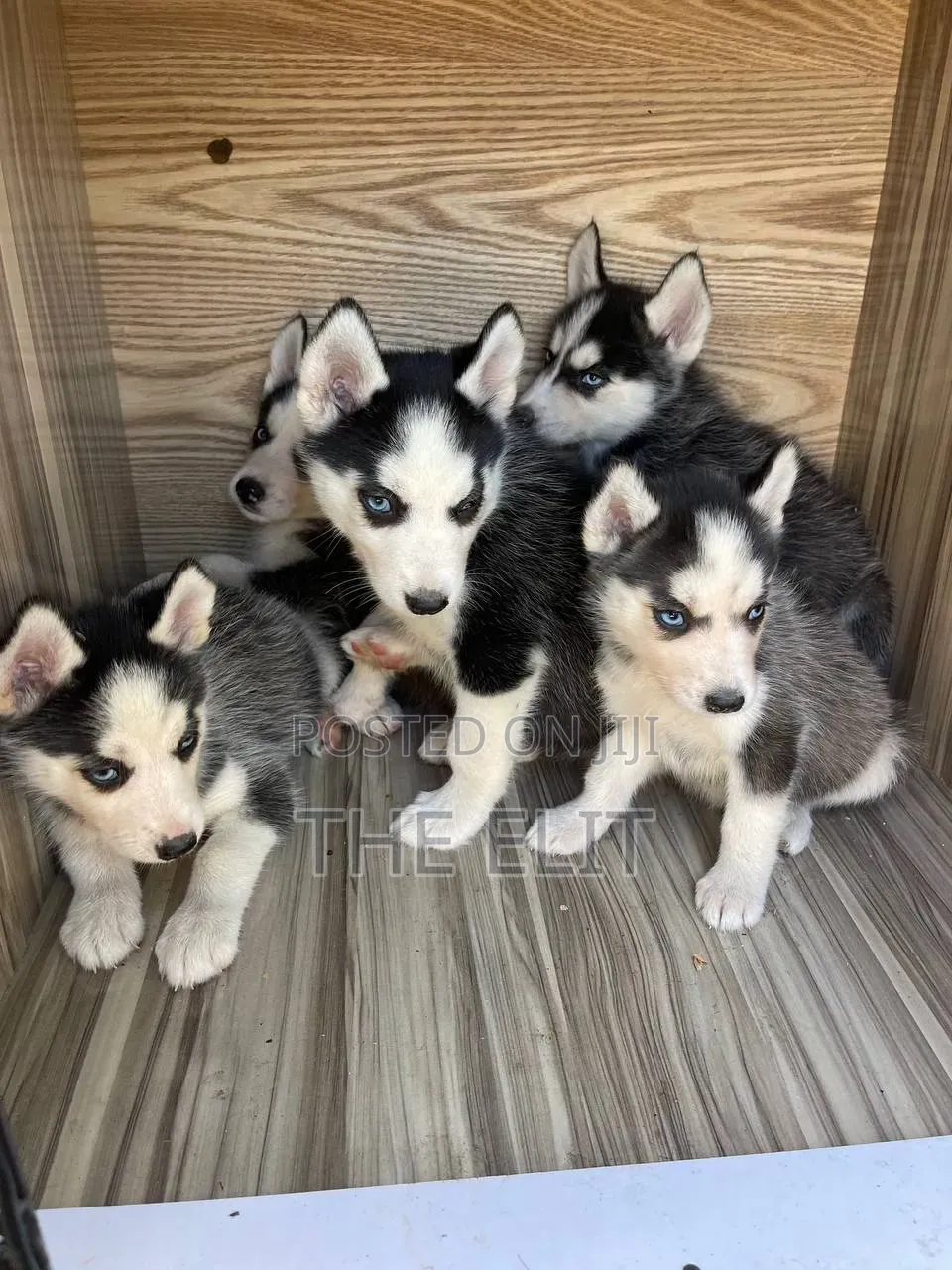 1-3 months Male Purebred Siberian Husky