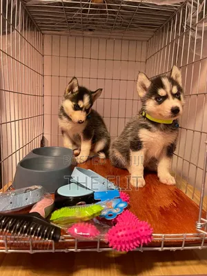 1-3 months Male Purebred Siberian Husky
