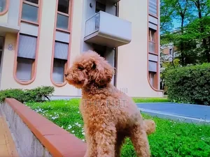 1-3 months Male Purebred Poodle