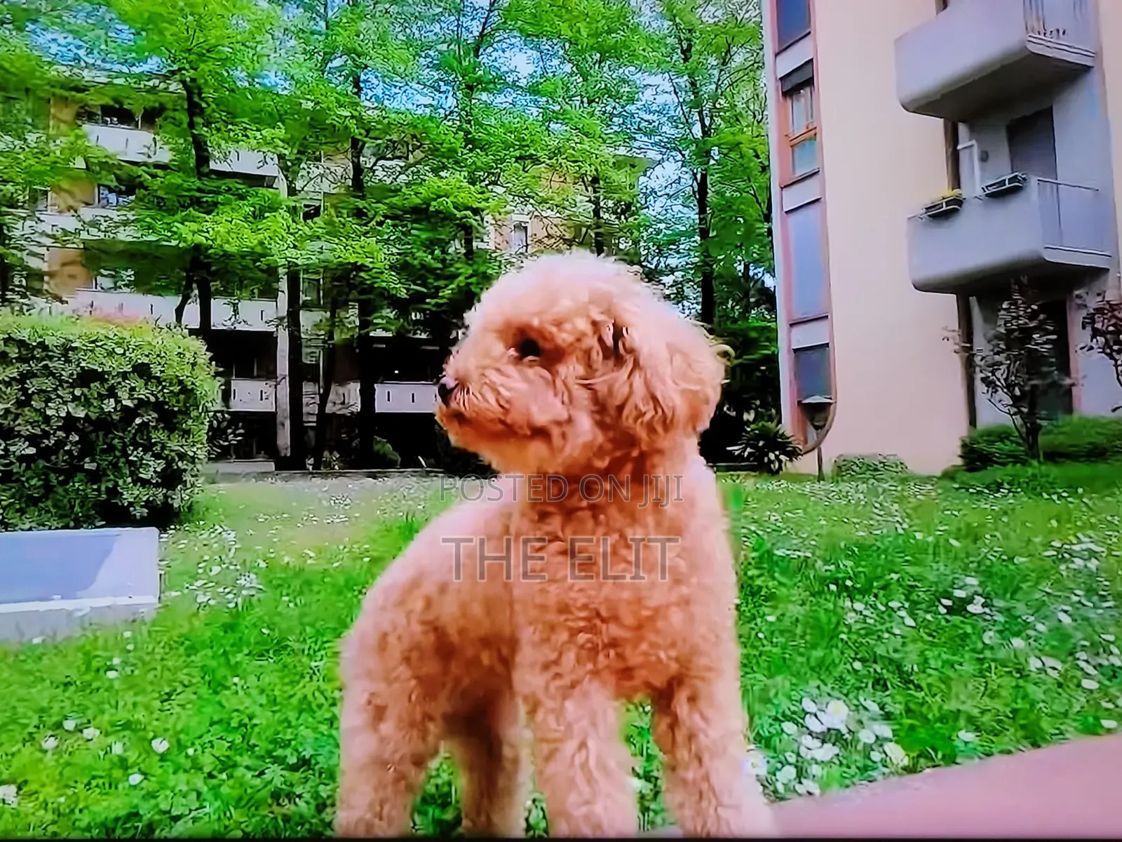 1-3 months Male Purebred Poodle