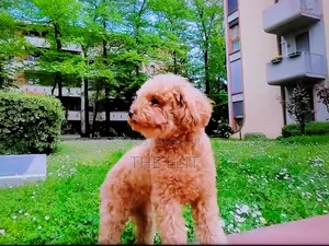 1-3 months Male Purebred Poodle