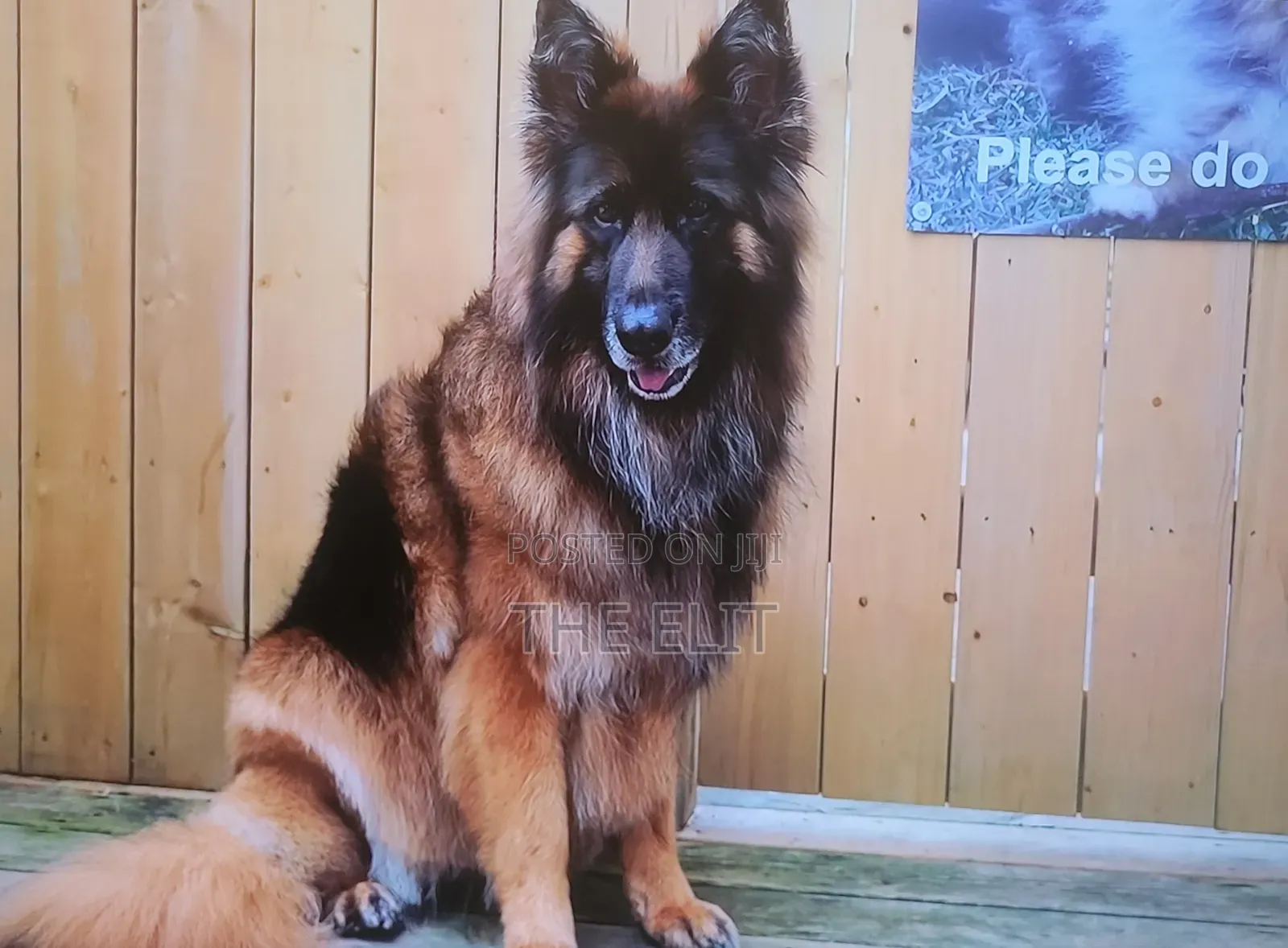 1-3 months Male Purebred German Shepherd