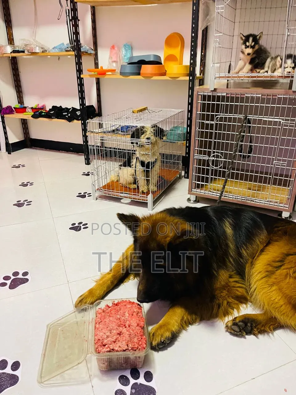 1-3 months Male Purebred German Shepherd